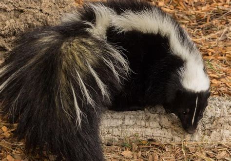 does skunk smell like burnt rubber does skunk spray have any medicinal properties?