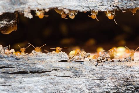 how much does it cost to spray for termites - and the importance of choosing the right termite control company