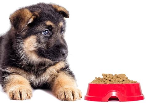 how much to feed a german shepherd puppy how important is it to choose the right brand of dog food