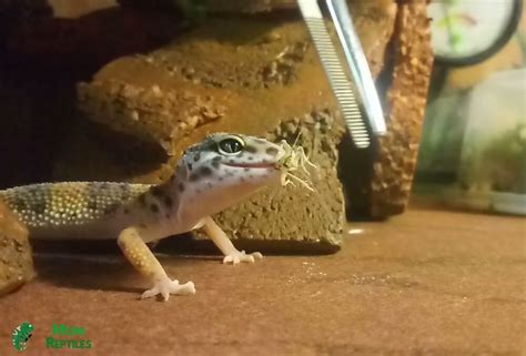 How Often Should You Feed Your Leopard Gecko: A Detailed Insight into the Feeding Habits of a Unique Pet