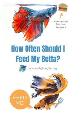 how often to feed betta fish pellets and the role of sunlight in their diet