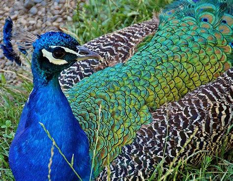 what to feed peacocks and why they prefer certain types of plants